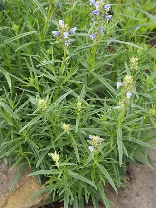 Indigo Blue Dragonhead (Dracocephalum ruyschiana) — foliage