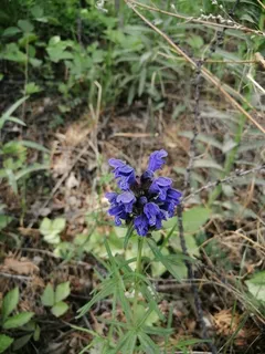 Indigo Blue Dragonhead (Dracocephalum ruyschiana) — bloom