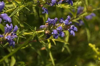 Indigo Blue Dragonhead (Dracocephalum ruyschiana) — fall color