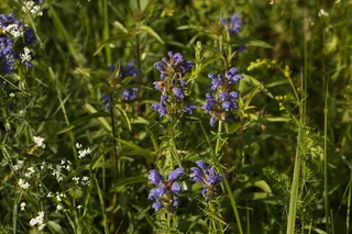Indigo Blue Dragonhead (Dracocephalum ruyschiana) — habit