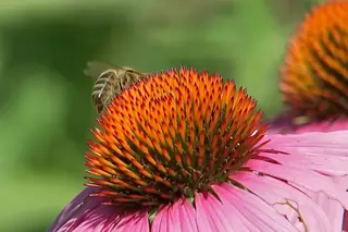 Purple Coneflower