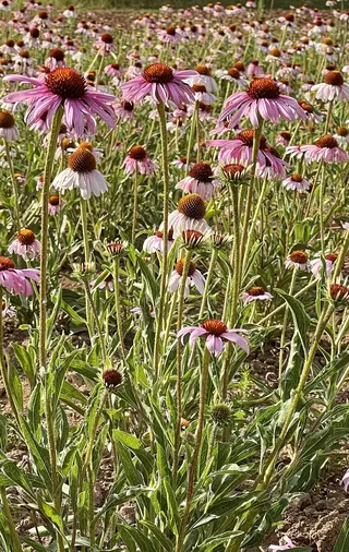 Purple Coneflower (Echinacea purpurea) — mature form
