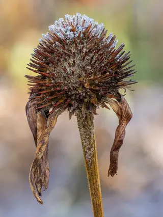 Purple Coneflower (Echinacea purpurea) — foliage