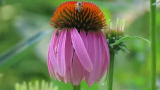 Purple Coneflower (Echinacea purpurea) — bloom