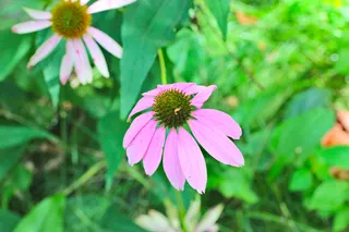Purple Coneflower (Echinacea purpurea) — fall color