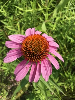 Purple Coneflower (Echinacea purpurea) — habit