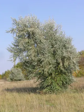 Russian olive (Elaeagnus angustifolia), foliage