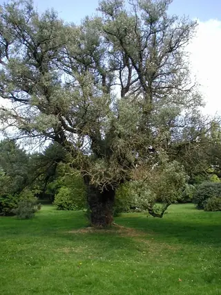 Russian olive