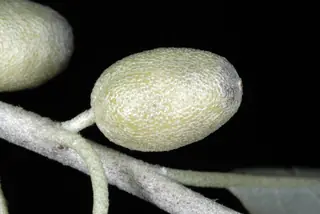 Russian olive (Elaeagnus angustifolia)