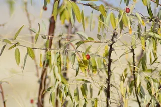 Russian olive (Elaeagnus angustifolia) — foliage