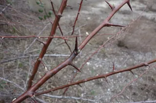 Russian olive (Elaeagnus angustifolia) — bloom