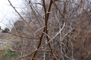Russian olive (Elaeagnus angustifolia) — fall color