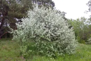 Russian olive (Elaeagnus angustifolia), mature form