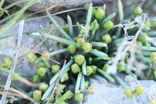Regel’s jointfir (Ephedra regeliana) — mature form
