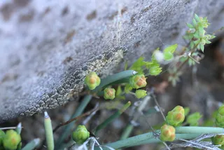 Regel’s jointfir (Ephedra regeliana) — foliage