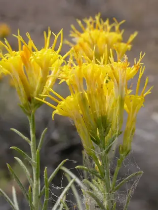 Rubber rabbitbrush