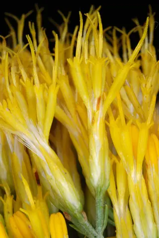 Rubber rabbitbrush (Ericameria nauseosa) — mature form