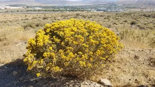 Rubber rabbitbrush (Ericameria nauseosa) — foliage