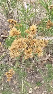 Rubber rabbitbrush (Ericameria nauseosa) — bloom