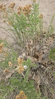 Rubber rabbitbrush (Ericameria nauseosa) — fall color