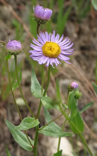 Showy Fleabane (Erigeron speciosus) — mature form