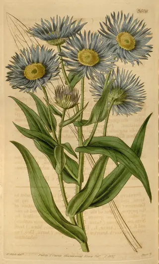 Showy Fleabane (Erigeron speciosus) — foliage
