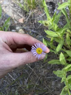 Showy Fleabane (Erigeron speciosus) — bloom