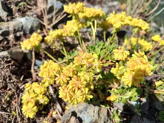 Sulfur buckwheat