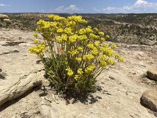 Sulfur buckwheat (Eriogonum umbellatum) — mature form