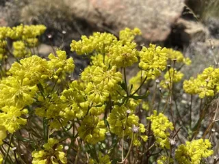 Sulfur buckwheat (Eriogonum umbellatum) — foliage