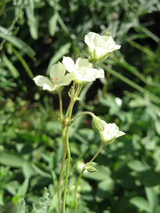 Golden Storksbill