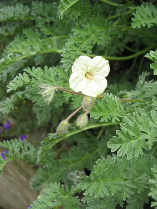 Golden Storksbill (Erodium chrysanthum) — mature form