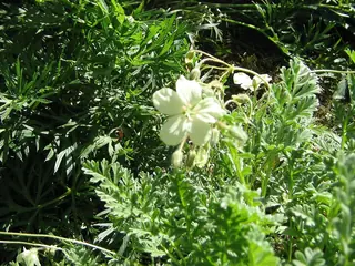 Golden Storksbill (Erodium chrysanthum) — foliage