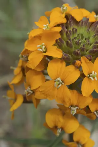 western wallflower