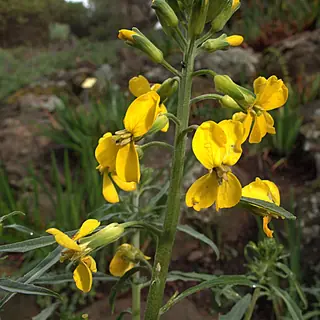 western wallflower (Erysimum capitatum), bloom