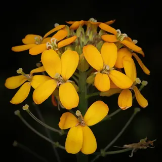 western wallflower (Erysimum capitatum) — mature form