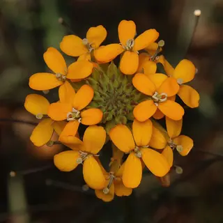 western wallflower (Erysimum capitatum) — foliage