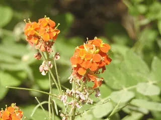 western wallflower (Erysimum capitatum) — bloom
