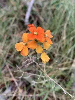 western wallflower (Erysimum capitatum) — fall color