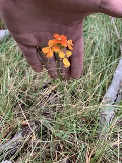 western wallflower (Erysimum capitatum) — habit
