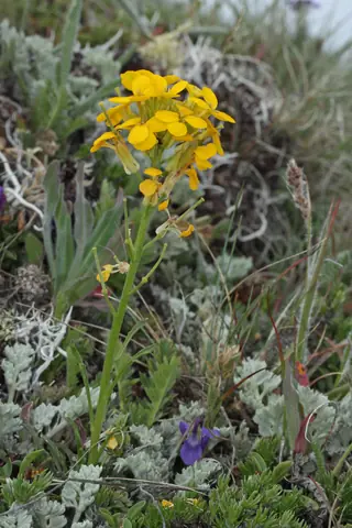 western wallflower (Erysimum capitatum), foliage