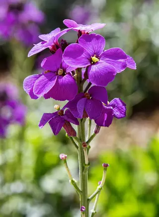 wallflower