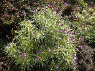 wallflower (Erysimum linifolium) — mature form