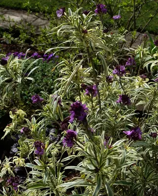 wallflower (Erysimum linifolium) — foliage