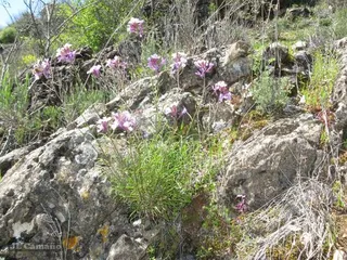 wallflower (Erysimum linifolium) — bloom