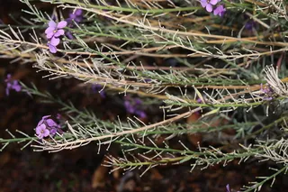wallflower (Erysimum linifolium) — fall color