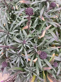 wallflower (Erysimum linifolium) — habit