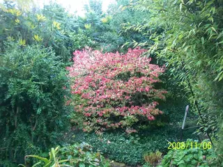 Burning bush / winged euonymus (Euonymus alatus), bloom