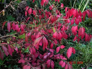 Burning bush / winged euonymus (Euonymus alatus), mature form