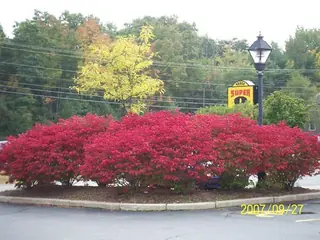 Burning bush / winged euonymus (Euonymus alatus), foliage